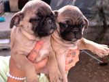 Mükemmel Kalite Pug Yavrumuz 2 Aylık Dişi