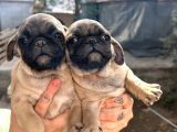Mükemmel Kalite Pug Yavrumuz 2 Aylık Dişi