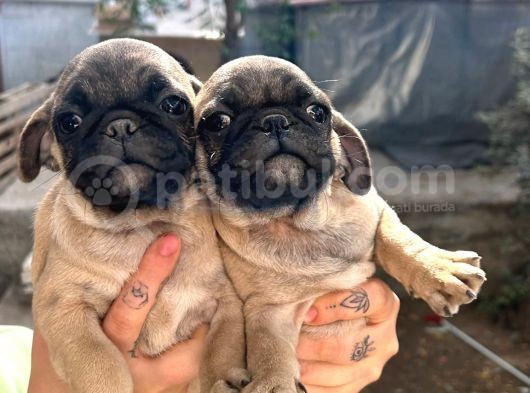 Mükemmel Kalite Pug Yavrumuz 2 Aylık Dişi görsel