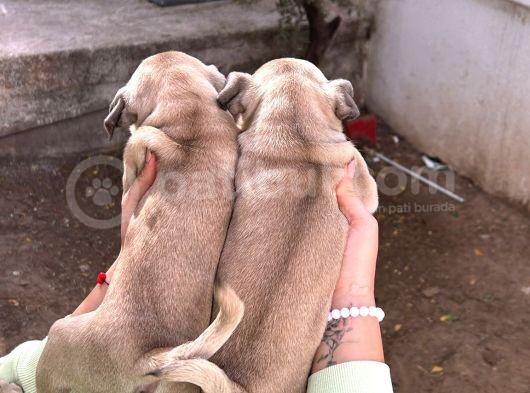Mükemmel Kalite Pug Yavrumuz 2 Aylık Dişi görsel