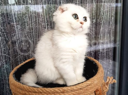 Scotti̇sh Fold Ns11 A Kalite görsel