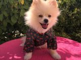 Pomerian Boo