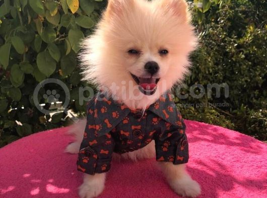 Pomerian Boo görsel