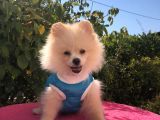 Pomerian Boo