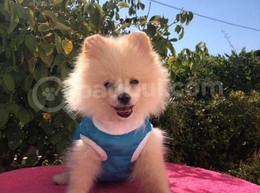 Pomerian Boo görsel