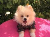Pomerian Boo