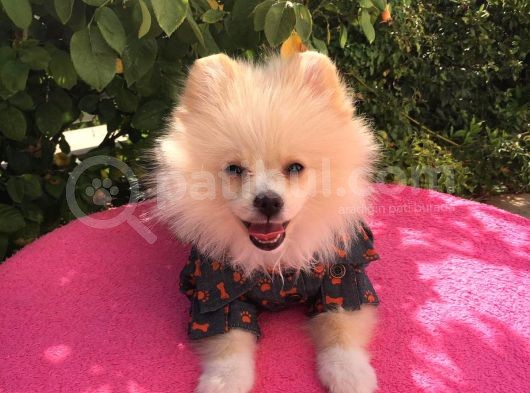 Pomerian Boo görsel