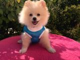 Pomerian Boo