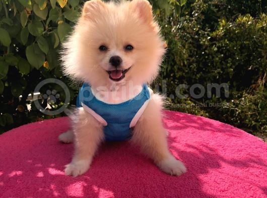 Pomerian Boo görsel