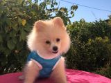 Pomerian Boo