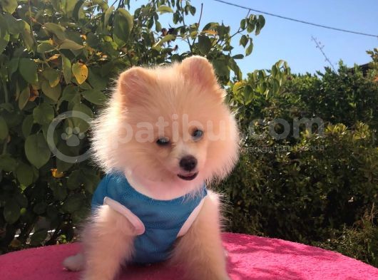Pomerian Boo görsel