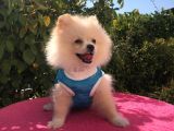 Pomerian Boo