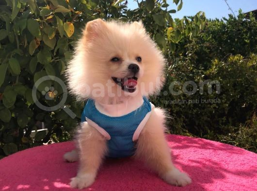 Pomerian Boo görsel