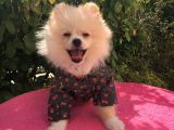 Pomerian Boo
