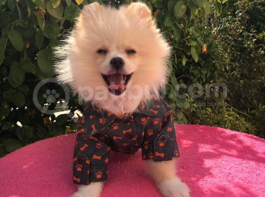 Pomerian Boo