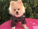 Pomerian Boo