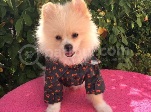 Pomerian Boo görsel