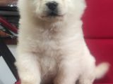 Çi̇n Aslani Chow Chow Irk Garanti̇li̇