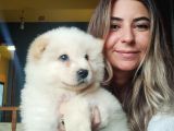 Çi̇n Aslani Chow Chow Irk Garanti̇li̇