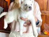Husky Si̇bi̇rya Kurdu Bebekler Irk Garanti̇li̇
