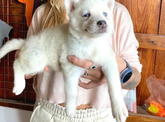 Husky Si̇bi̇rya Kurdu Bebekler Irk Garanti̇li̇ görsel