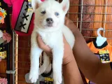 Husky Si̇bi̇rya Kurdu Bebekler Irk Garanti̇li̇