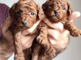 A Scr Li̇ Toy Poodle A Kali̇te Bebekler