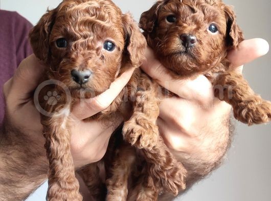 A Scr Li̇ Toy Poodle A Kali̇te Bebekler görsel
