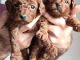 A Scr Li̇ Toy Poodle A Kali̇te Bebekler