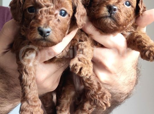 A Scr Li̇ Toy Poodle A Kali̇te Bebekler