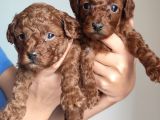 A Scr Li̇ Toy Poodle A Kali̇te Bebekler