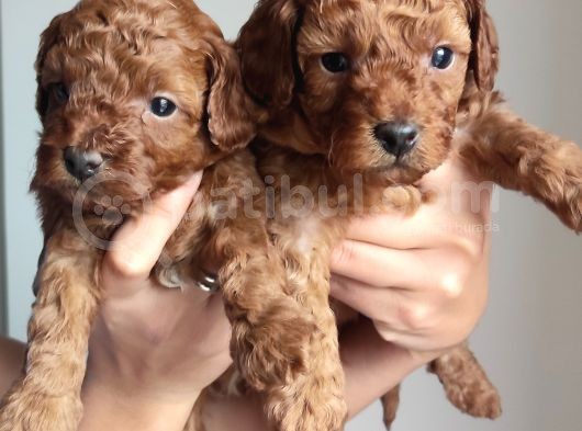 A Scr Li̇ Toy Poodle A Kali̇te Bebekler görsel