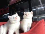 Mükemmel Kali̇te British Shorthair Yavrularimiz