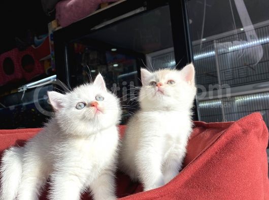 Mükemmel Kali̇te British Shorthair Yavrularimiz