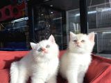 Mükemmel Kali̇te British Shorthair Yavrularimiz