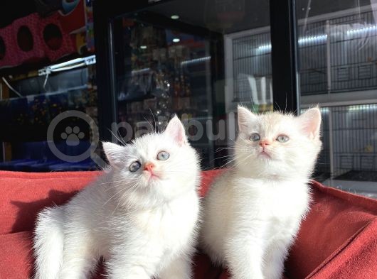 Mükemmel Kali̇te British Shorthair Yavrularimiz görsel