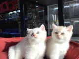 Mükemmel Kali̇te British Shorthair Yavrularimiz
