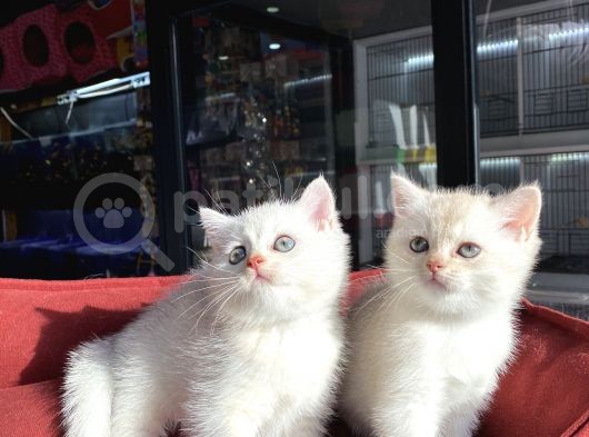 Mükemmel Kali̇te British Shorthair Yavrularimiz görsel