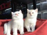 Mükemmel Kali̇te British Shorthair Yavrularimiz