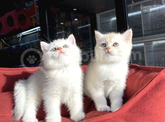 Mükemmel Kali̇te British Shorthair Yavrularimiz görsel