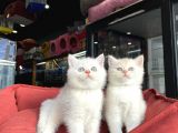 Mükemmel Kali̇te British Shorthair Yavrularimiz