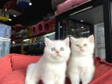Mükemmel Kali̇te British Shorthair Yavrularimiz