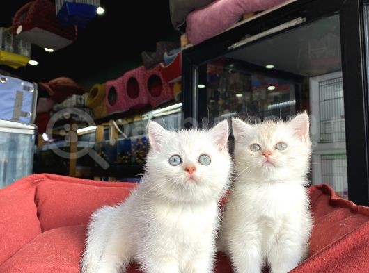 Mükemmel Kali̇te British Shorthair Yavrularimiz görsel