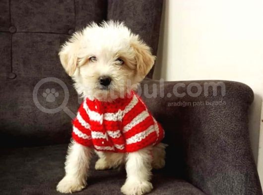 Malti̇po Ci̇nsi̇