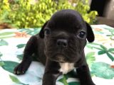 Siyah İnciler French Bulldog