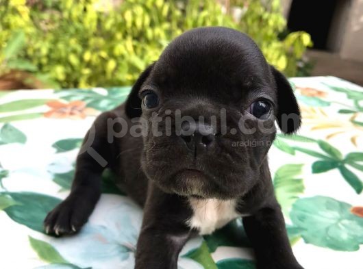 Siyah İnciler French Bulldog