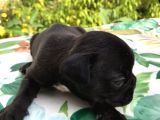 Siyah İnciler French Bulldog