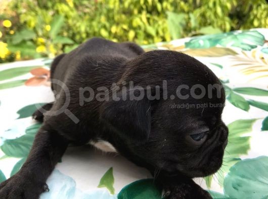 Siyah İnciler French Bulldog görsel