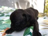 Siyah İnciler French Bulldog