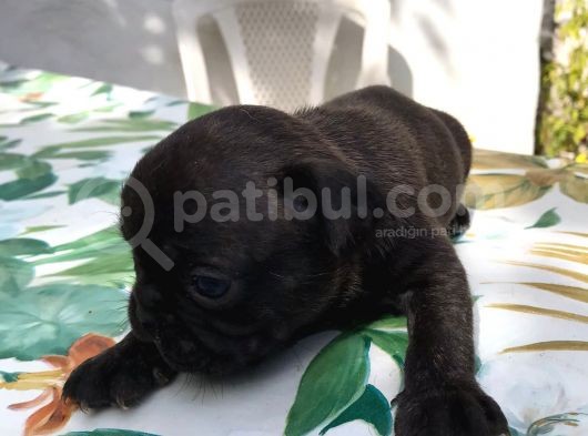Siyah İnciler French Bulldog görsel